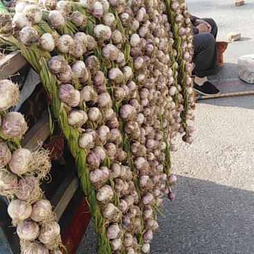 开原精品紫皮蒜蒜种大量上市质量保证一手货源全国发货
