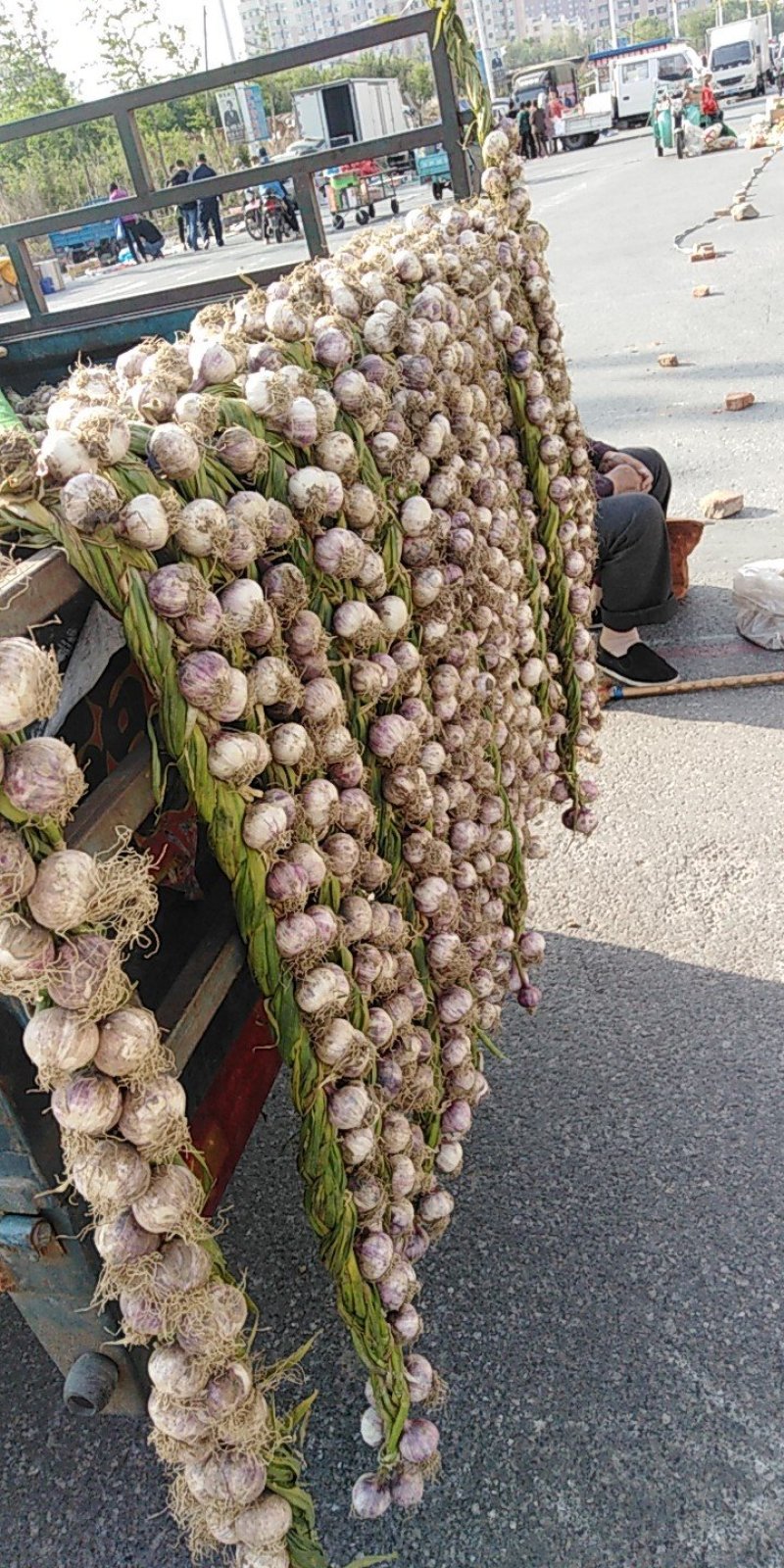 开原精品紫皮蒜蒜种大量上市质量保证一手货源全国发货