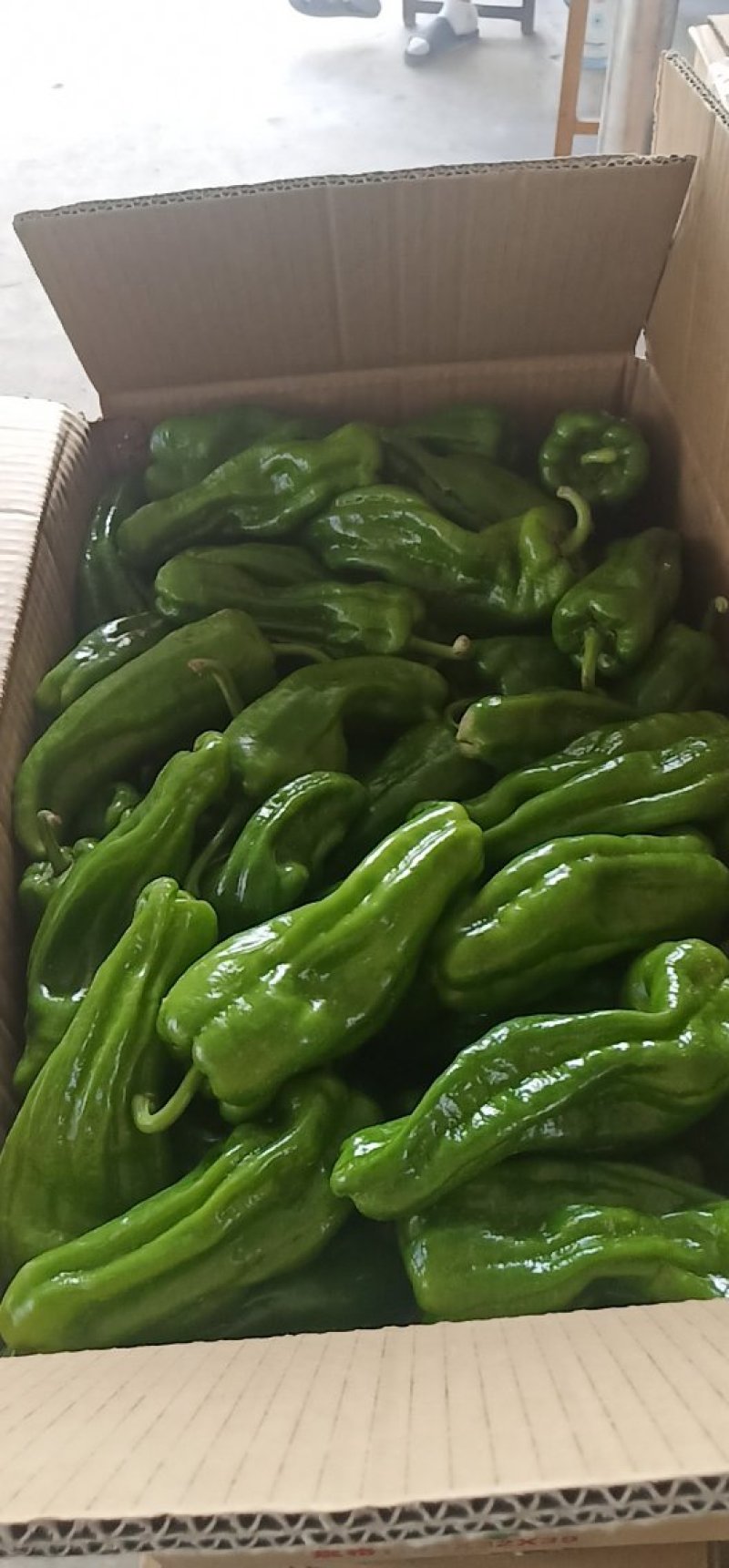 大量芜湖椒上市