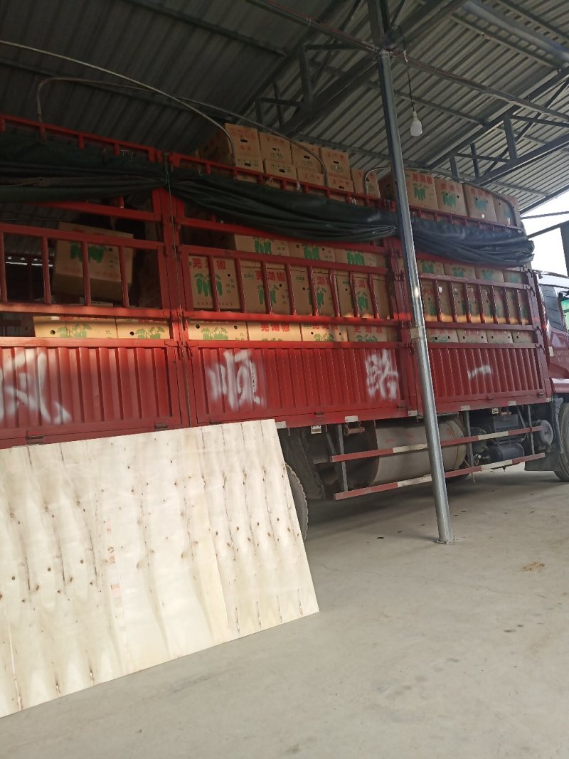 大量芜湖椒上市