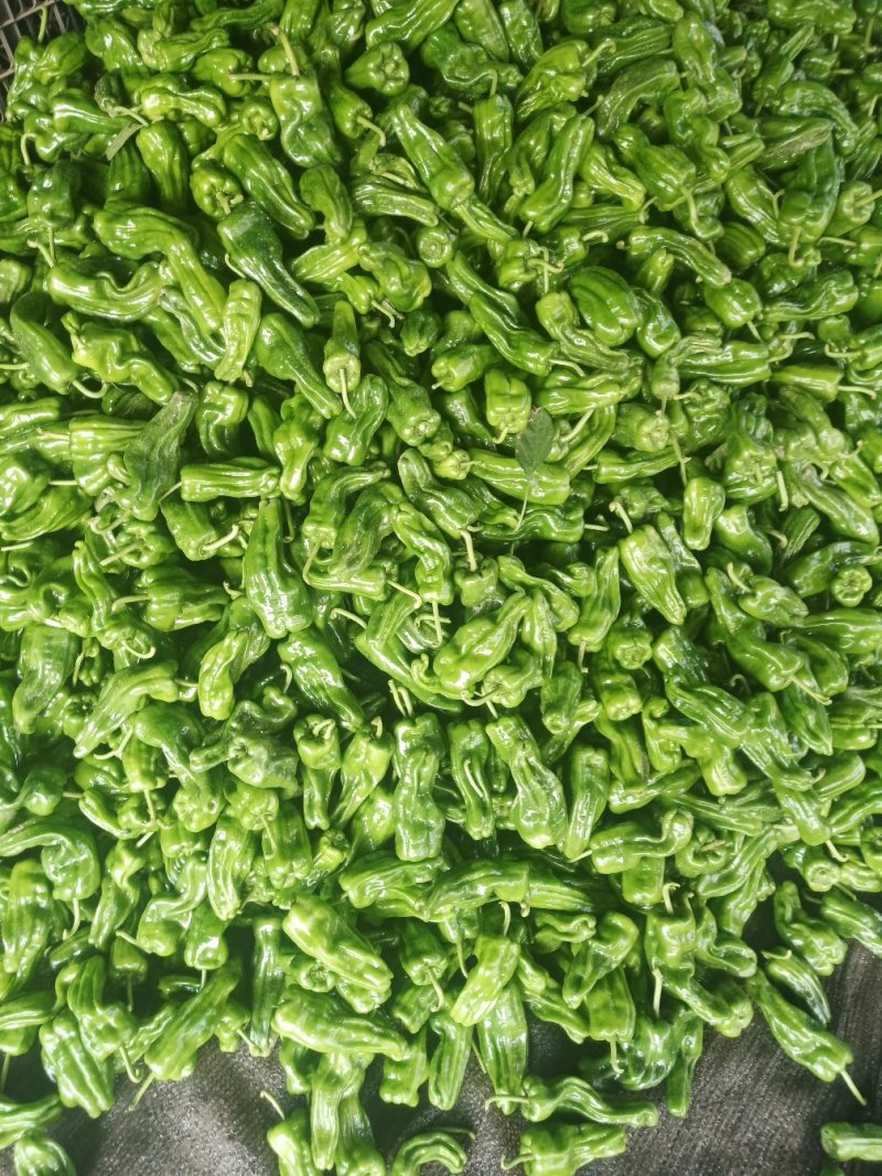 大量芜湖椒上市