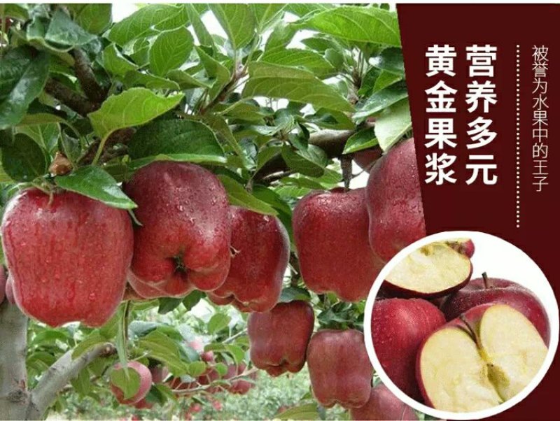 礼县花牛苹果现以60～65#规格