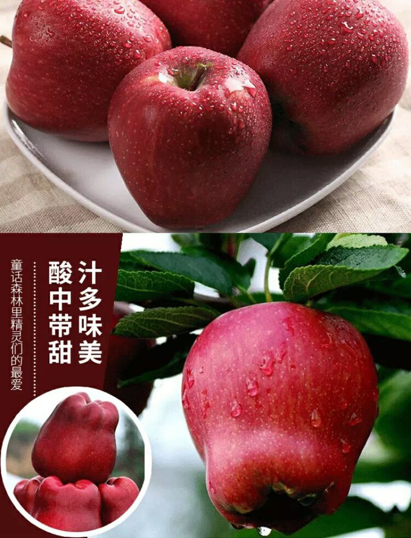 礼县花牛苹果现以60～65#规格