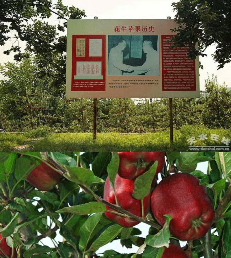 礼县花牛苹果现以60～65#规格