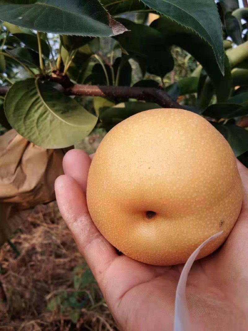 梨丰水梨半斤起步果型好口感甜水分足