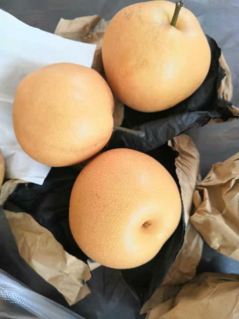 梨丰水梨半斤起步果型好口感甜水分足