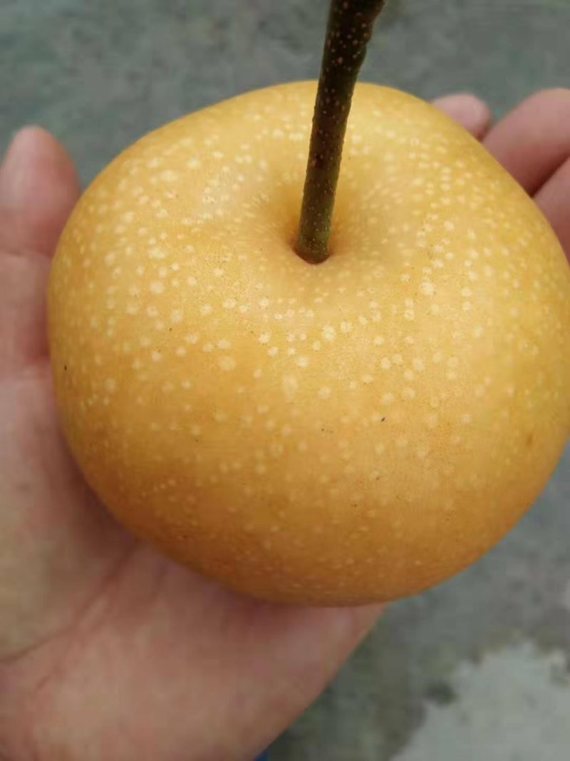 梨丰水梨半斤起步果型好口感甜水分足