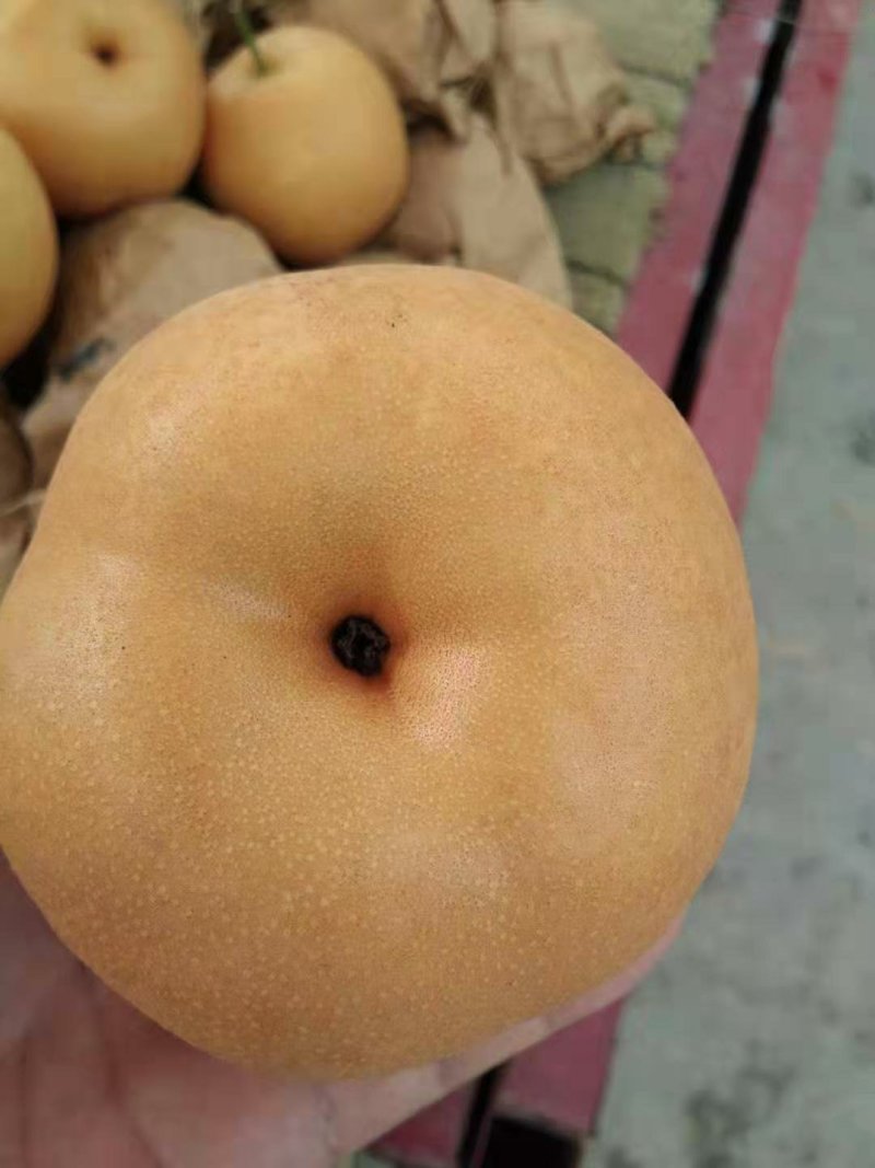 梨丰水梨半斤起步果型好口感甜水分足