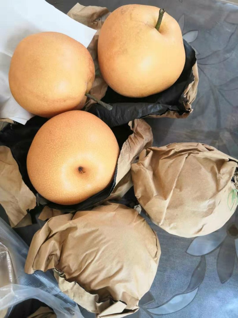 梨丰水梨半斤起步果型好口感甜水分足