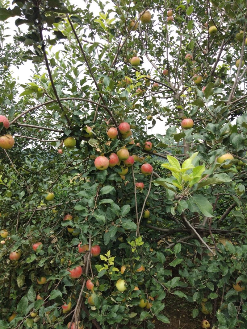美八苹果