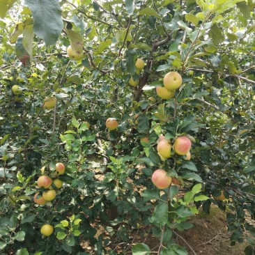 美八苹果