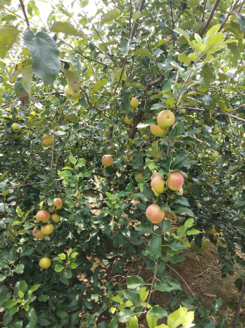 美八苹果
