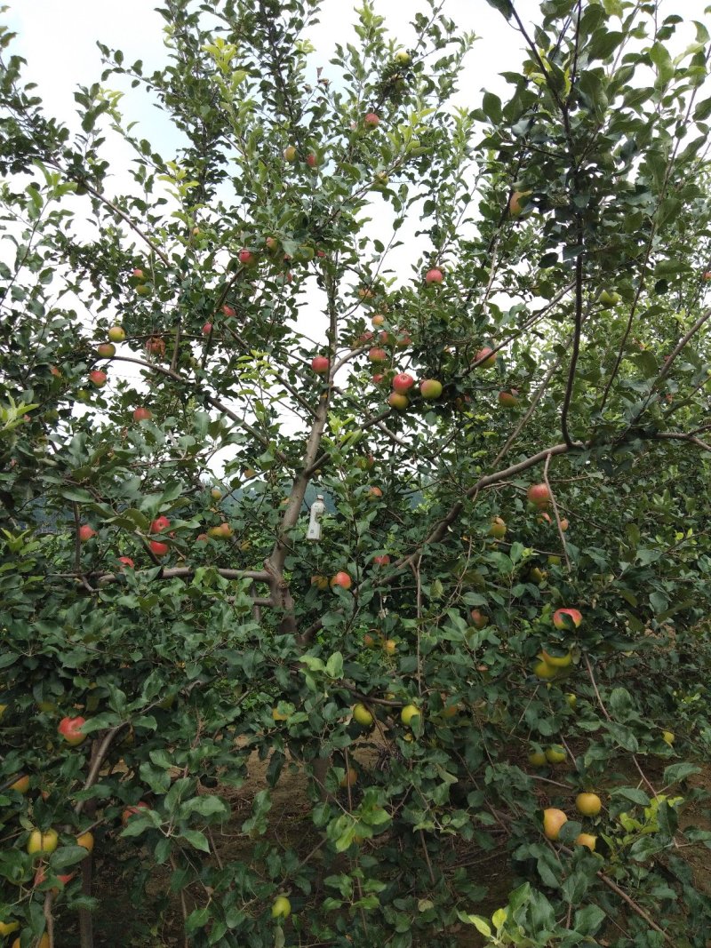 美八苹果