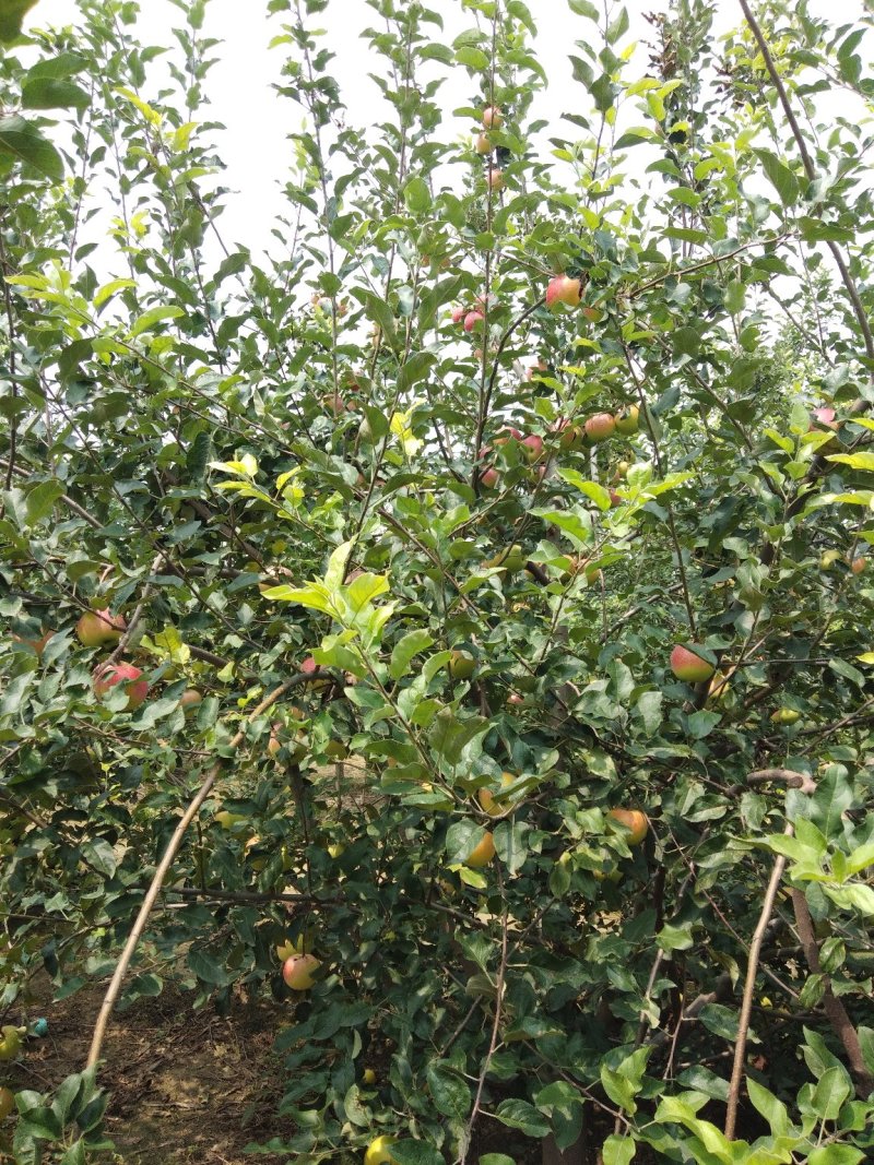 美八苹果