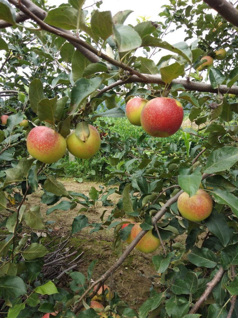 美八苹果