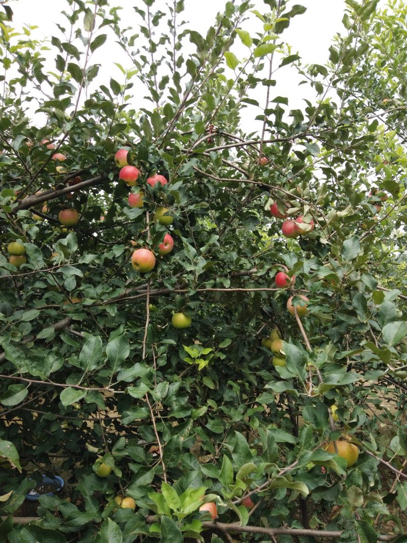 美八苹果
