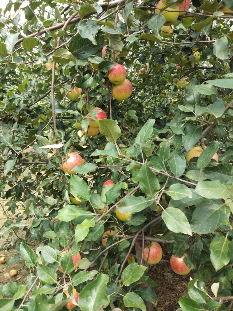 美八苹果