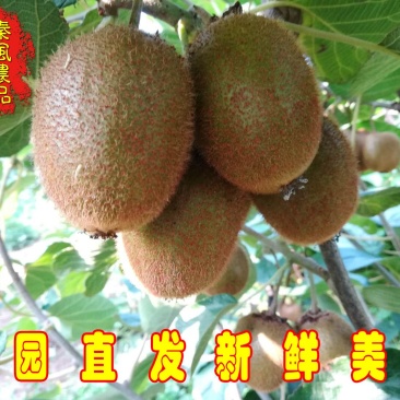【有好货】正宗陕西眉县猕猴桃徐香猕猴桃一件代发合作私聊