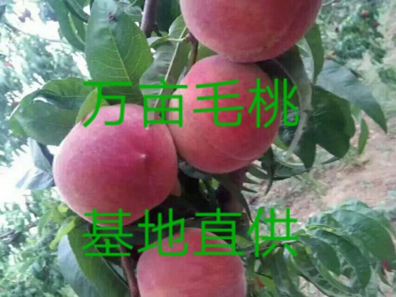 黄中黄，黄金桃大量上市。