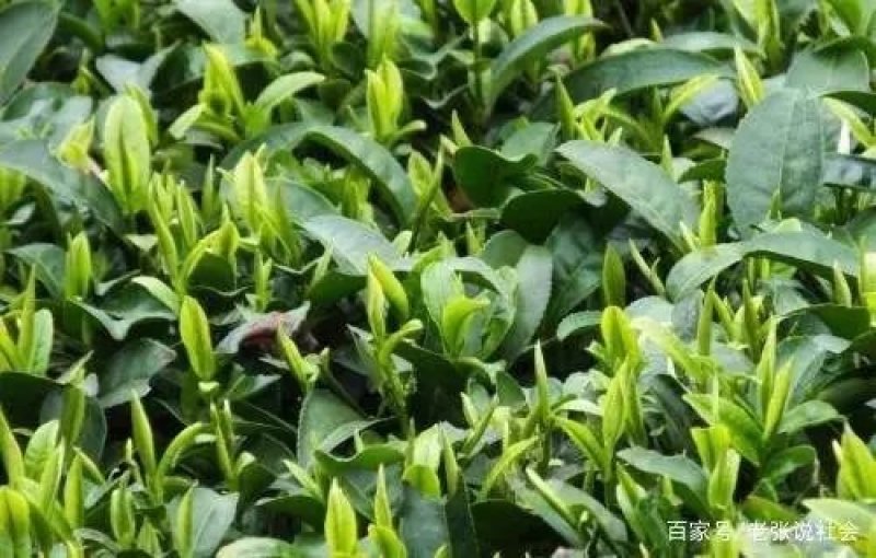 泰山女儿茶