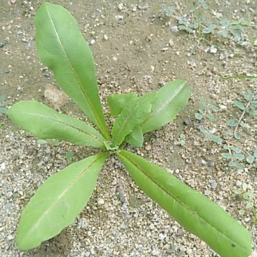 泰山蒲公英茶