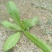 泰山蒲公英茶