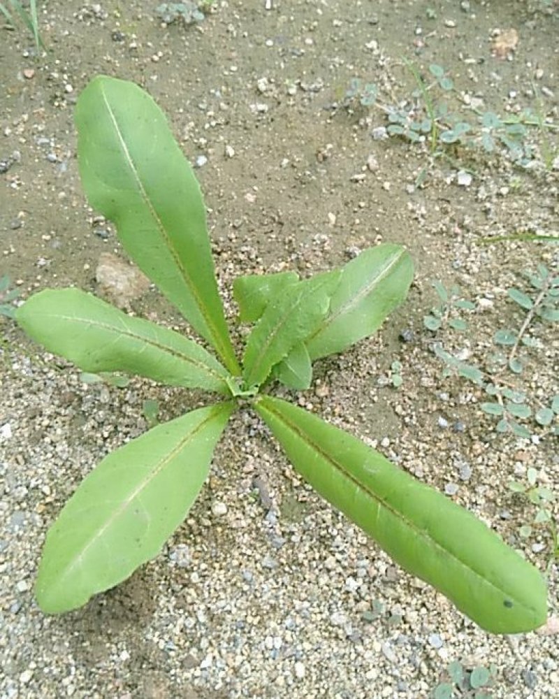 泰山蒲公英茶