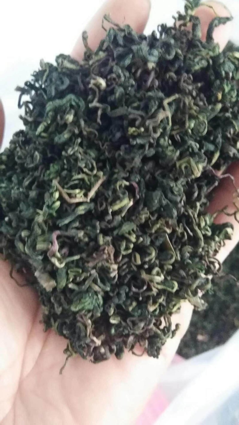 泰山蒲公英茶
