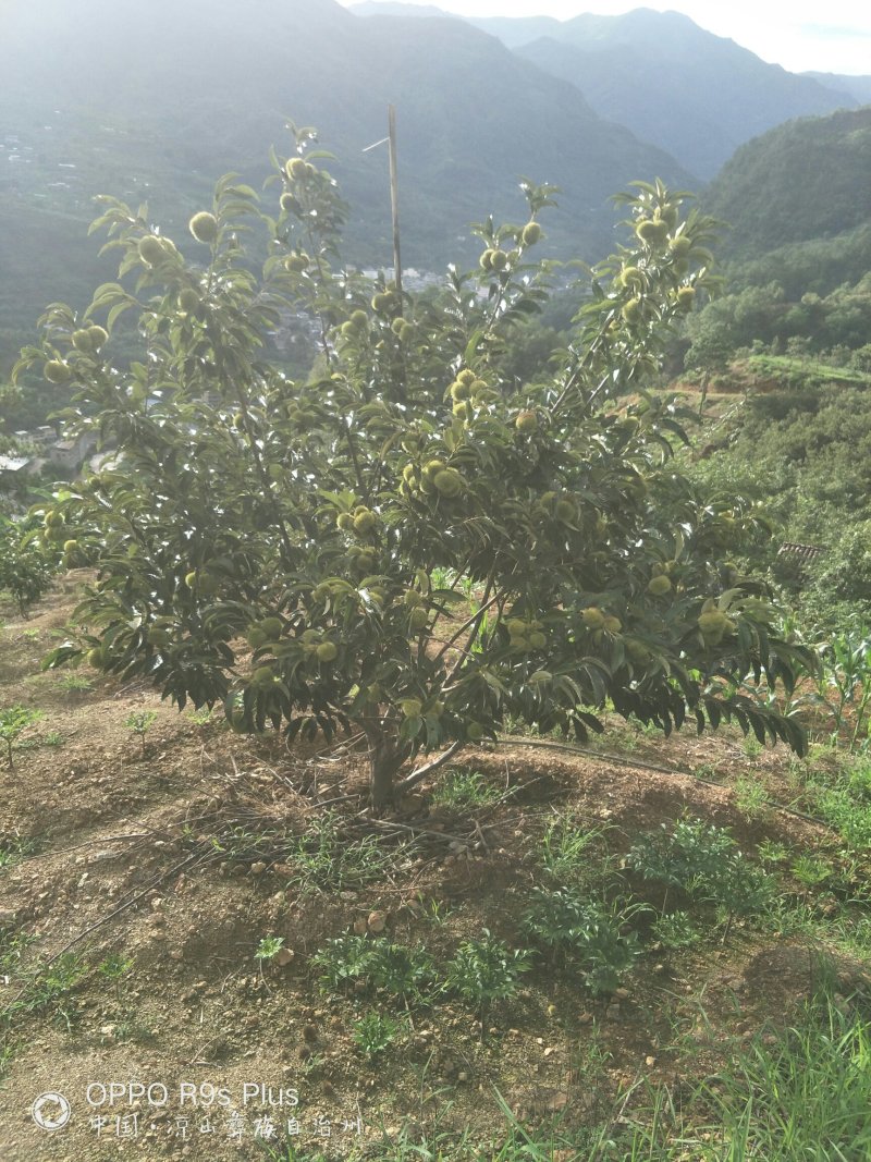 板栗