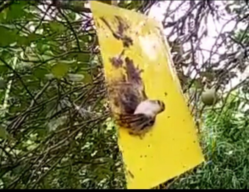 黄板双面诱虫板蓝板双面诱虫板