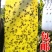 黄板双面诱虫板蓝板双面诱虫板