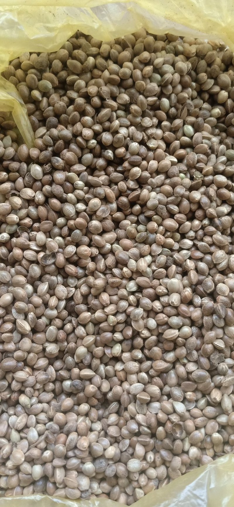 甘肃中颗粒麻子