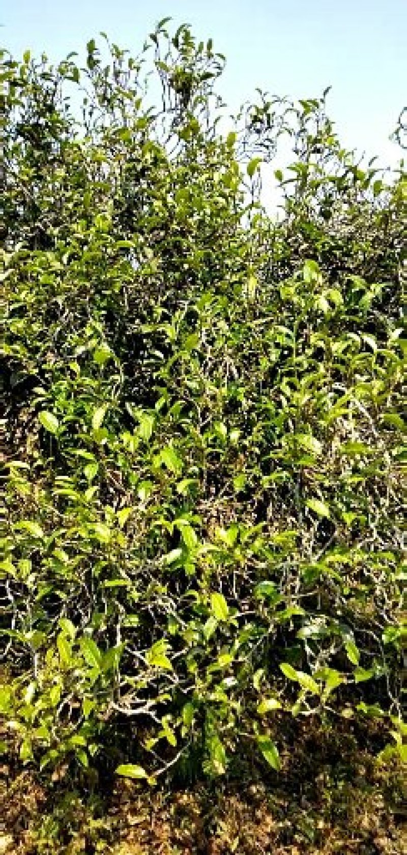 梅子箐生态古树普洱茶口感回味甘甜