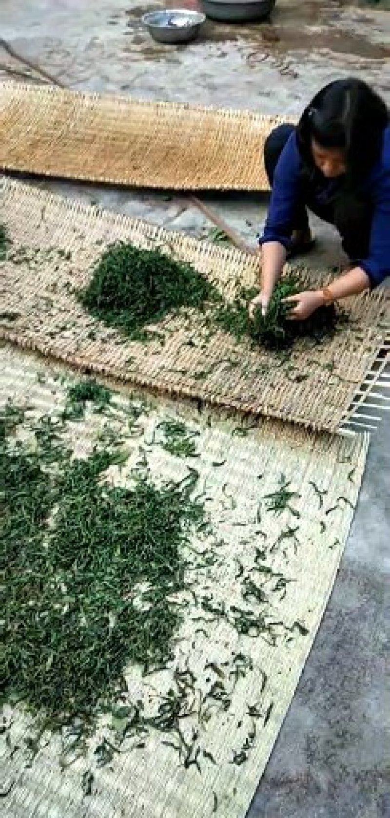 梅子箐生态古树普洱茶口感回味甘甜