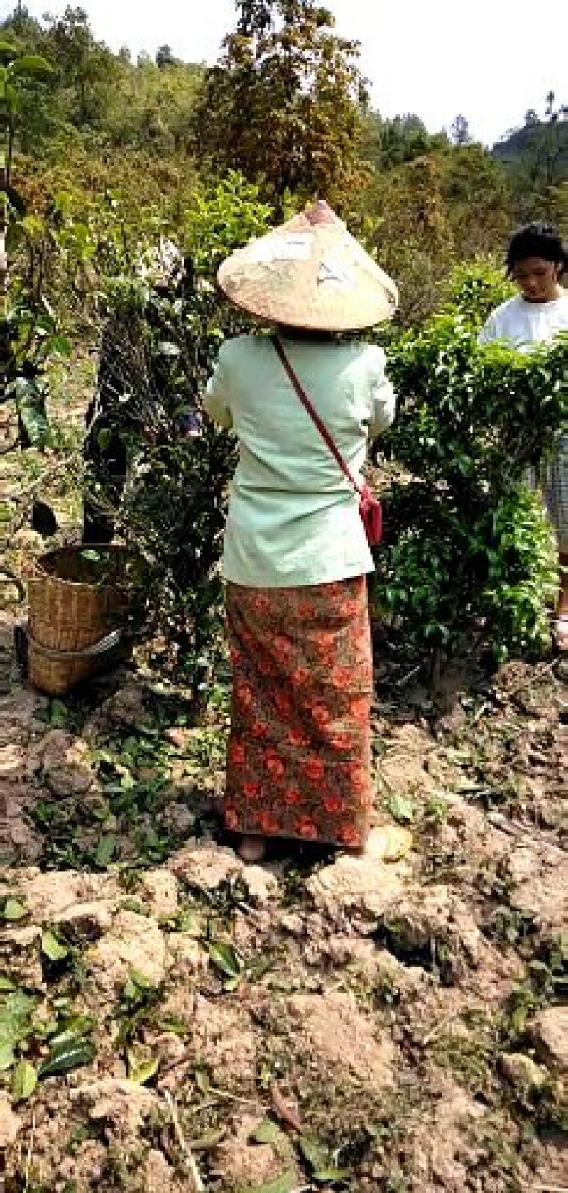 梅子箐生态古树普洱茶口感回味甘甜