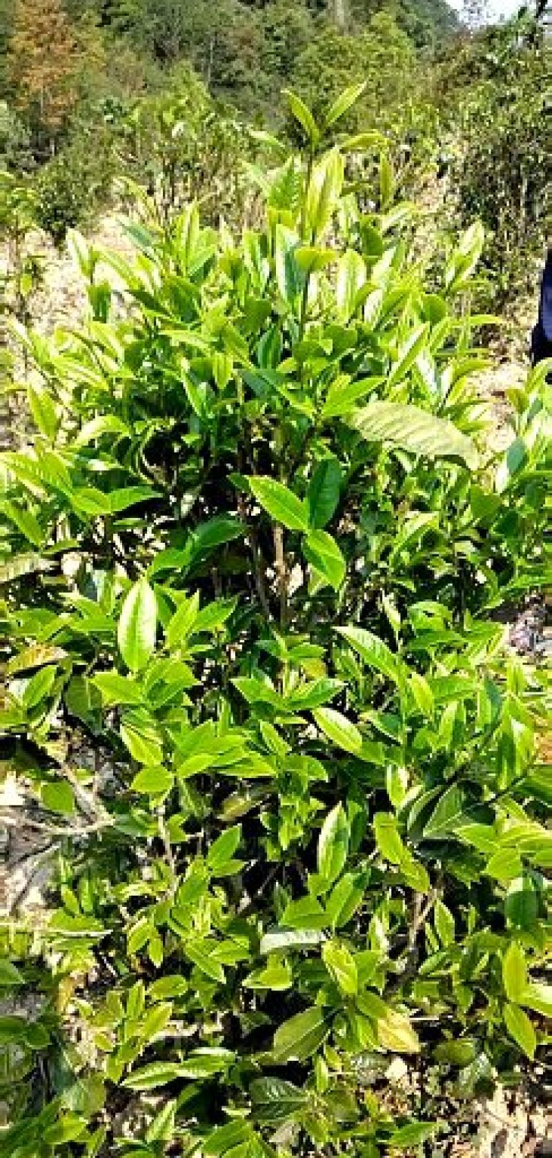 梅子箐生态古树普洱茶口感回味甘甜