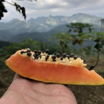 红心木瓜