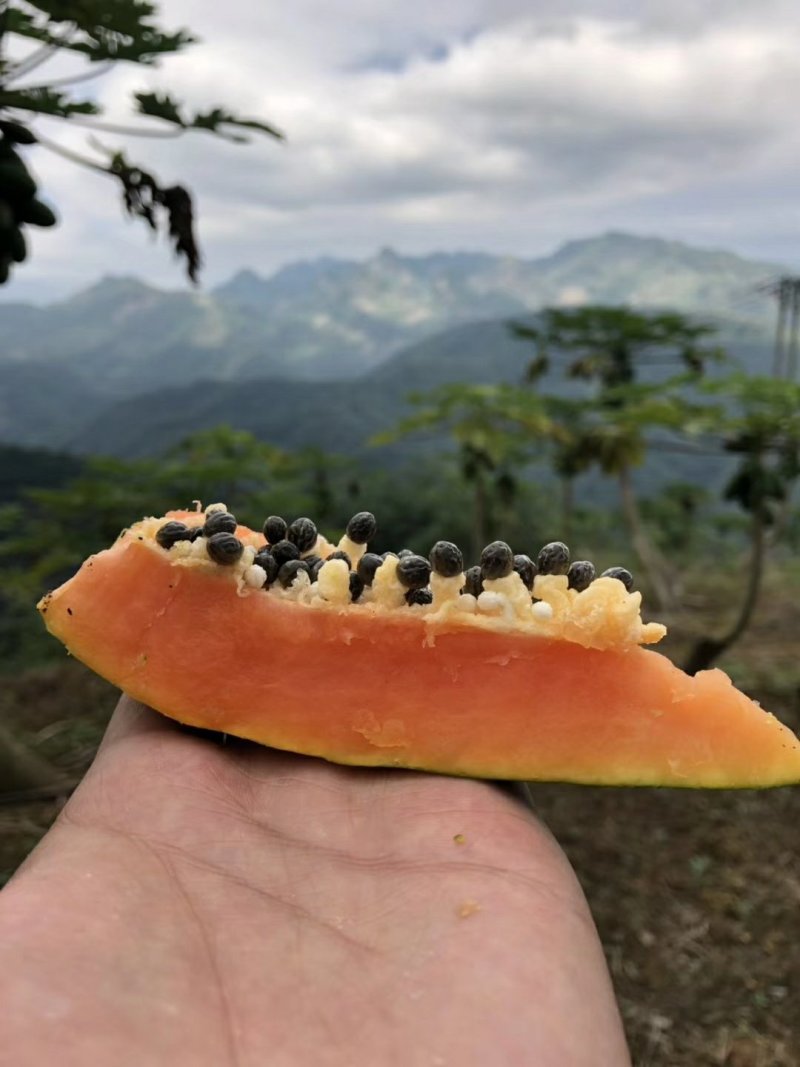 红心木瓜