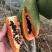 红心木瓜