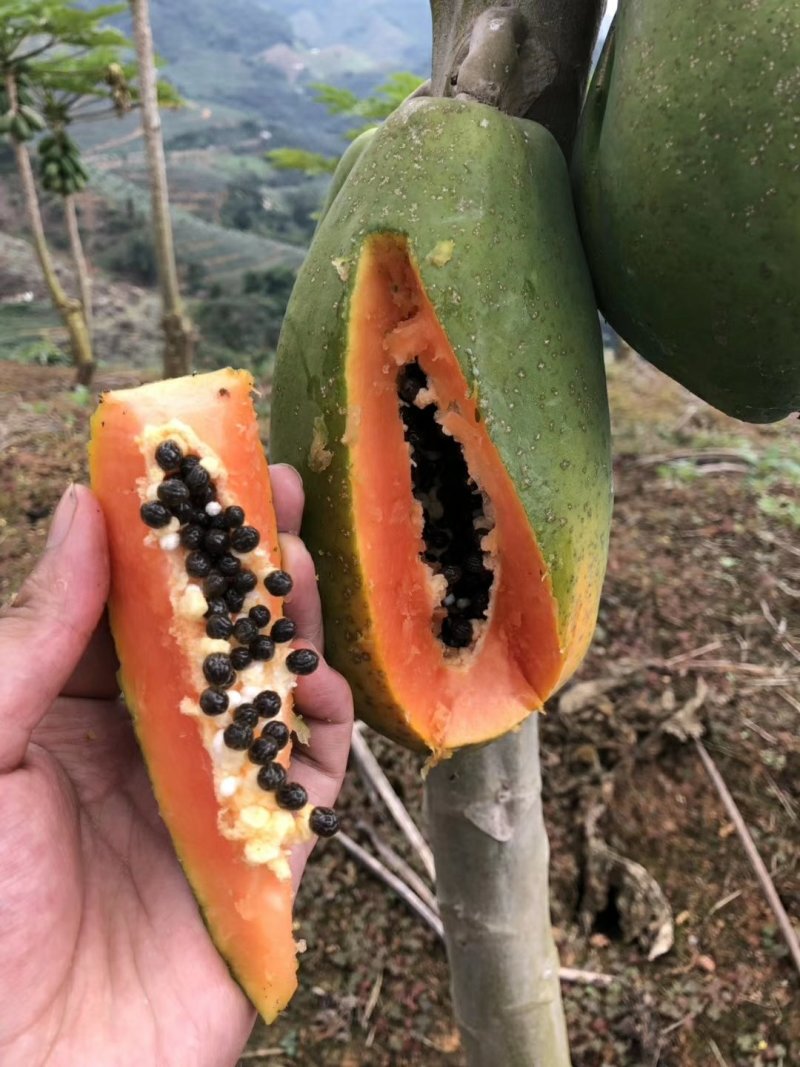 红心木瓜