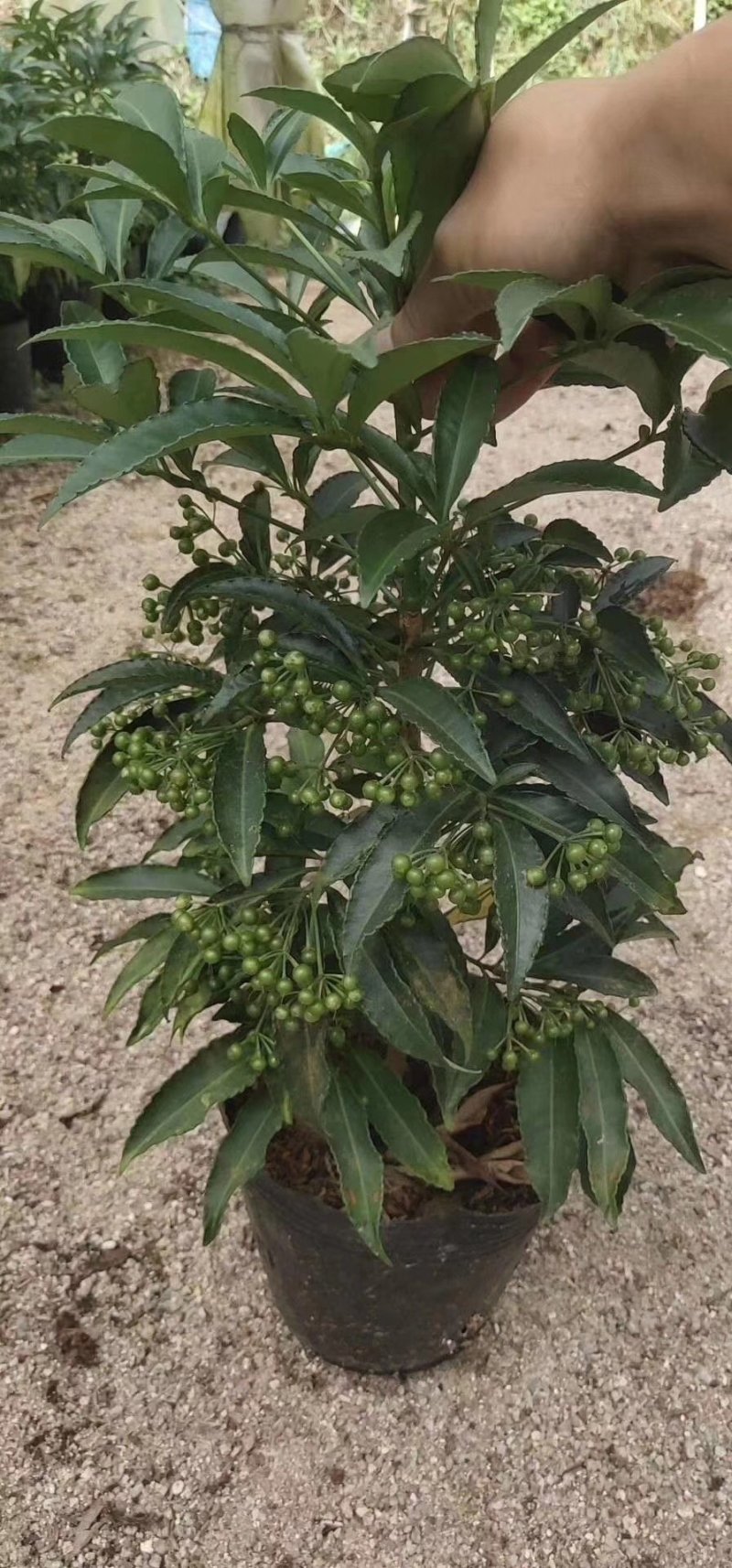 富贵籽