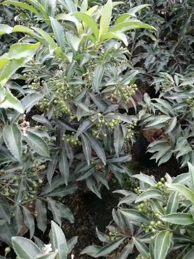 富贵籽