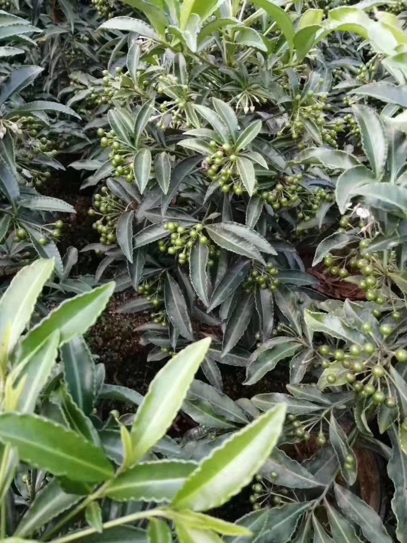 富贵籽