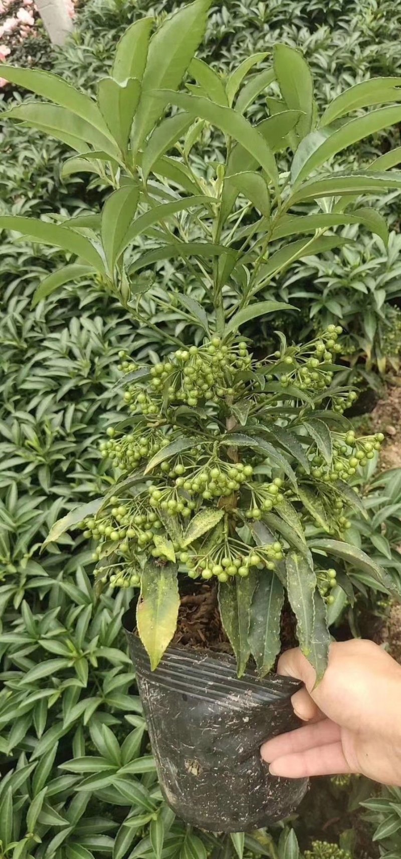 富贵籽