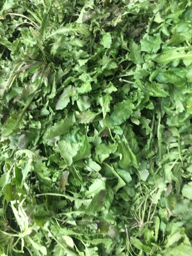 【荐】野生荠菜-绿色食品认证，基地规范化种植，欢迎合作