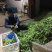 【荐】野生荠菜-绿色食品认证，基地规范化种植，欢迎合作
