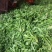 【荐】野生荠菜-绿色食品认证，基地规范化种植，欢迎合作