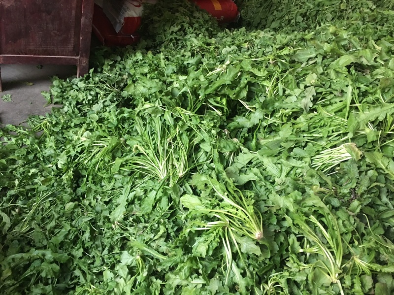 【荐】野生荠菜-绿色食品认证，基地规范化种植，欢迎合作