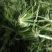 【荐】野生荠菜-绿色食品认证，基地规范化种植，欢迎合作