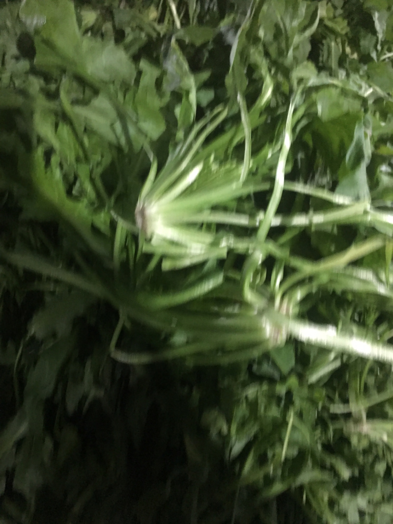 【荐】野生荠菜-绿色食品认证，基地规范化种植，欢迎合作